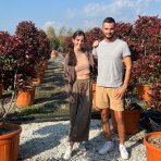 Červienka Fraserova (Photinia fraseri) ´RED ROBIN´ - výška 160-180 cm, kont. C90L PON PON EXEMPLÁR 